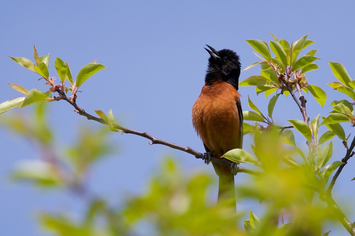 Orchard Oriole - ML618929118