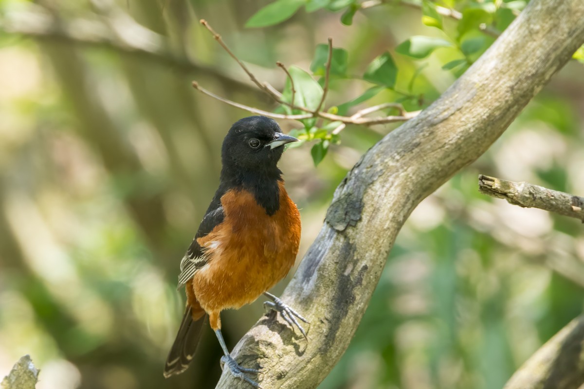 Orchard Oriole - ML618929145