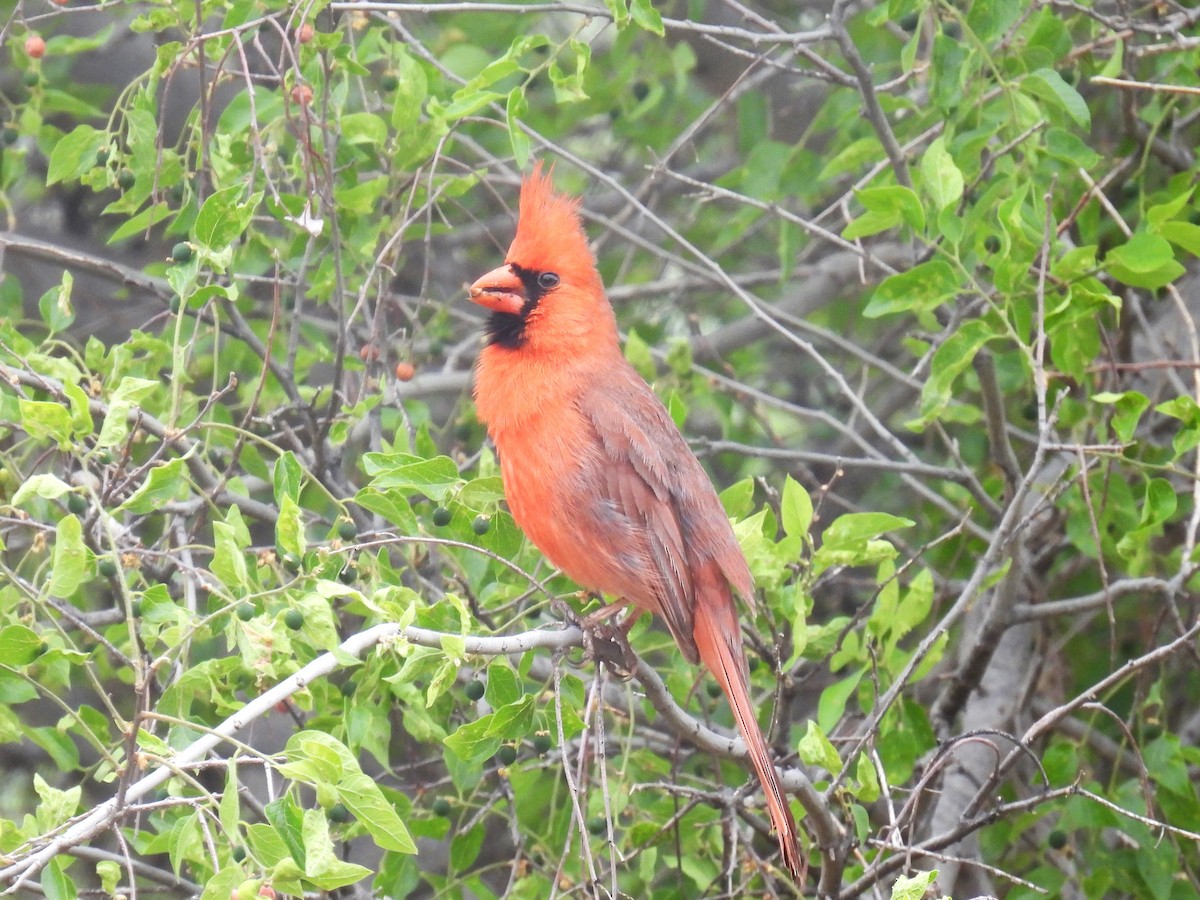 Northern Cardinal - Chris Chappell