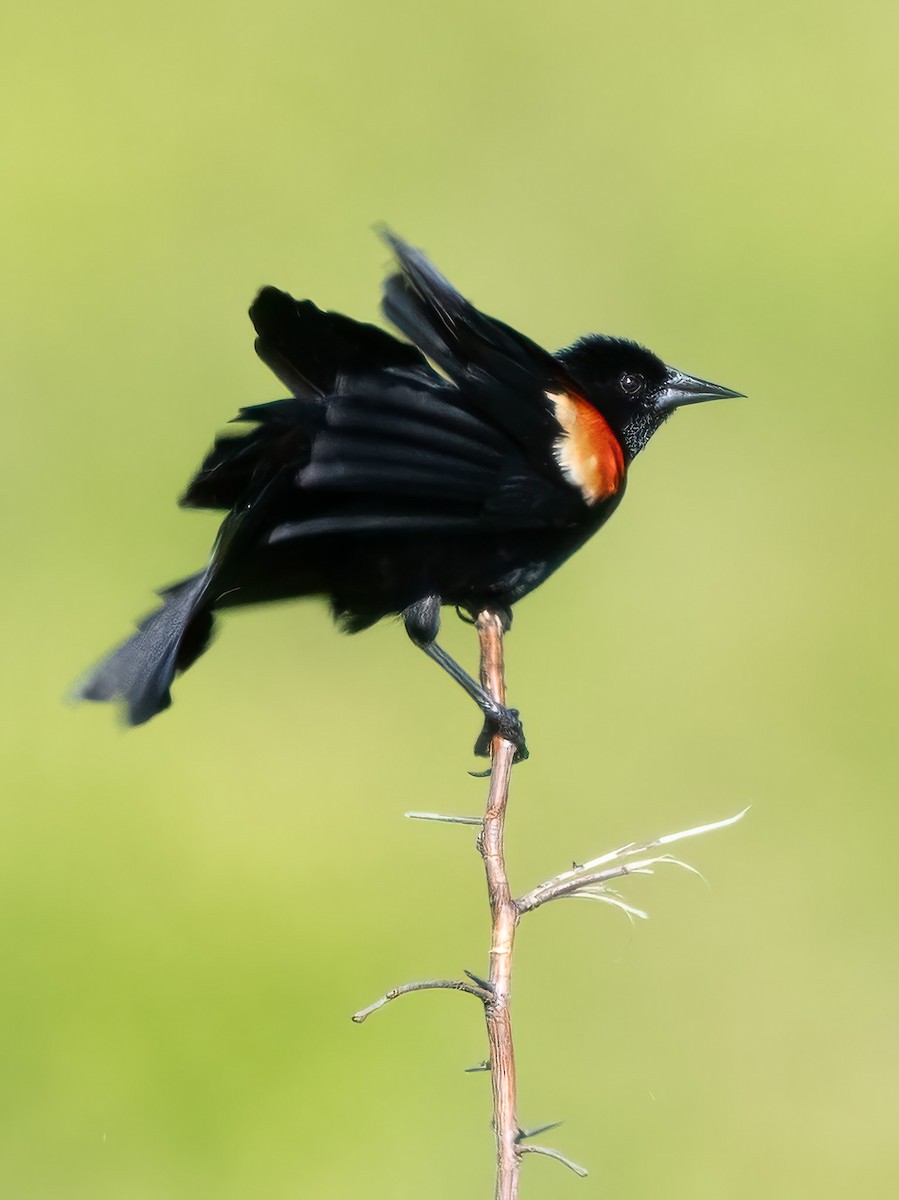 Red-winged Blackbird - Steven Lasley