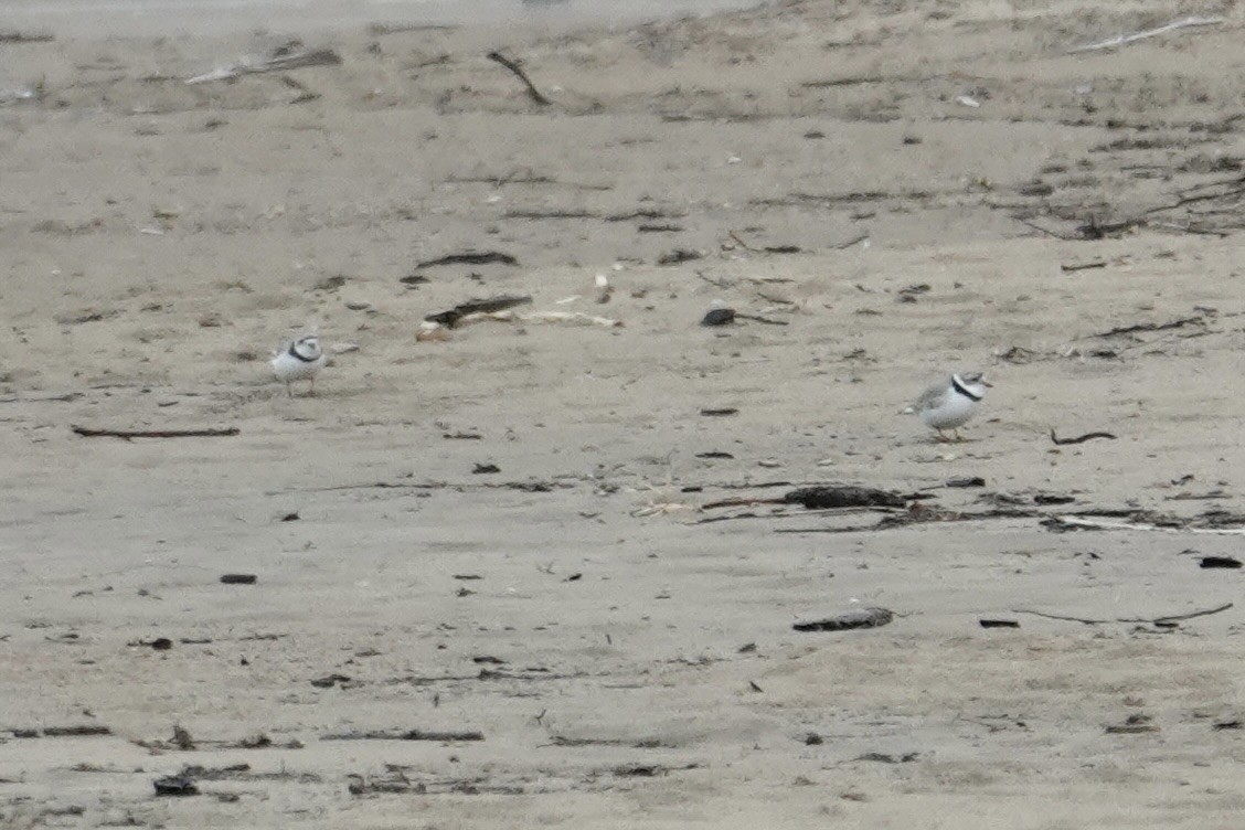 Piping Plover - ML618929154
