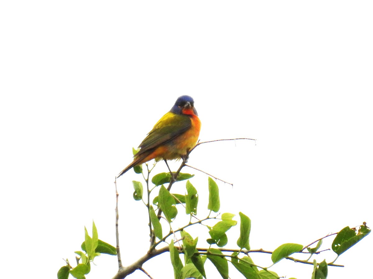 Painted Bunting - Chris Chappell