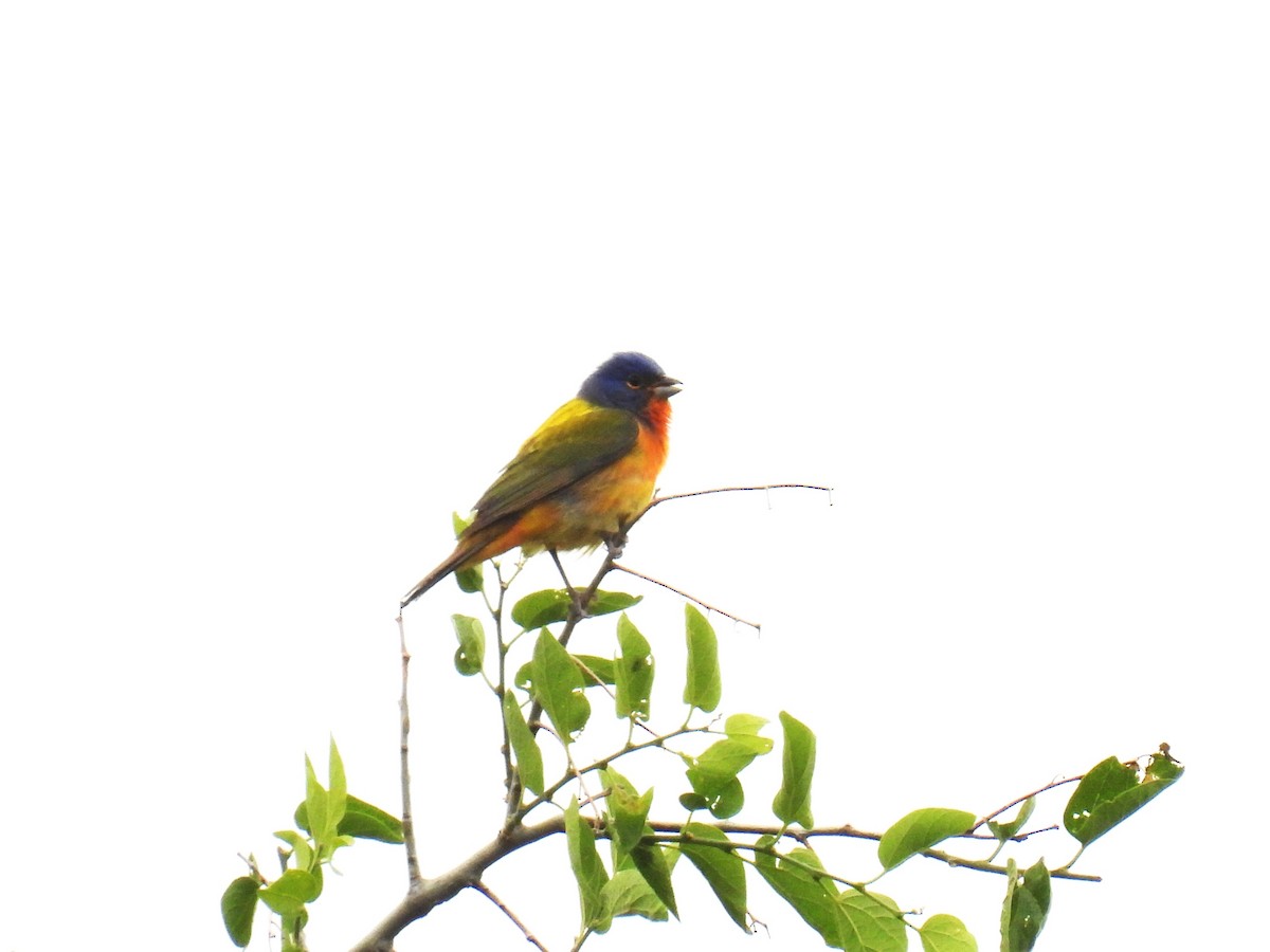 Painted Bunting - Chris Chappell