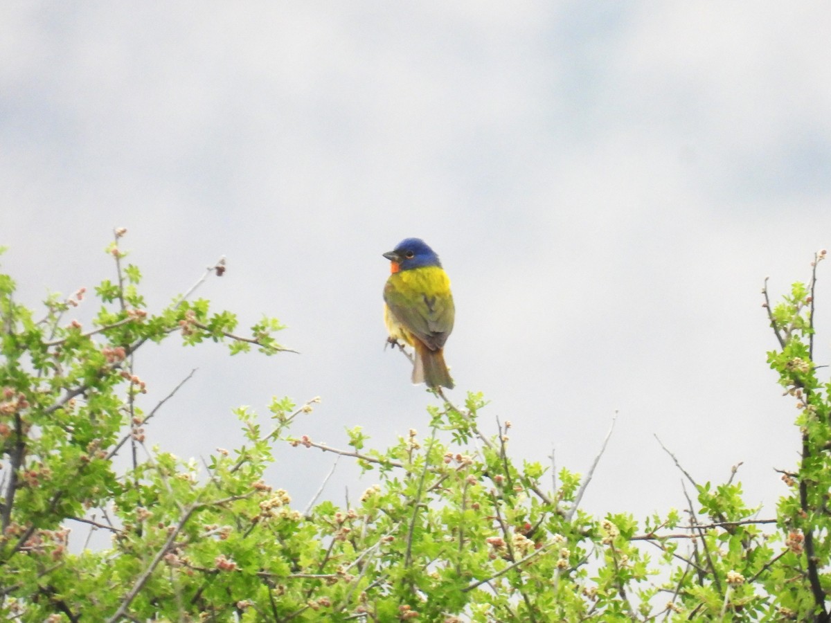 Painted Bunting - ML618929181