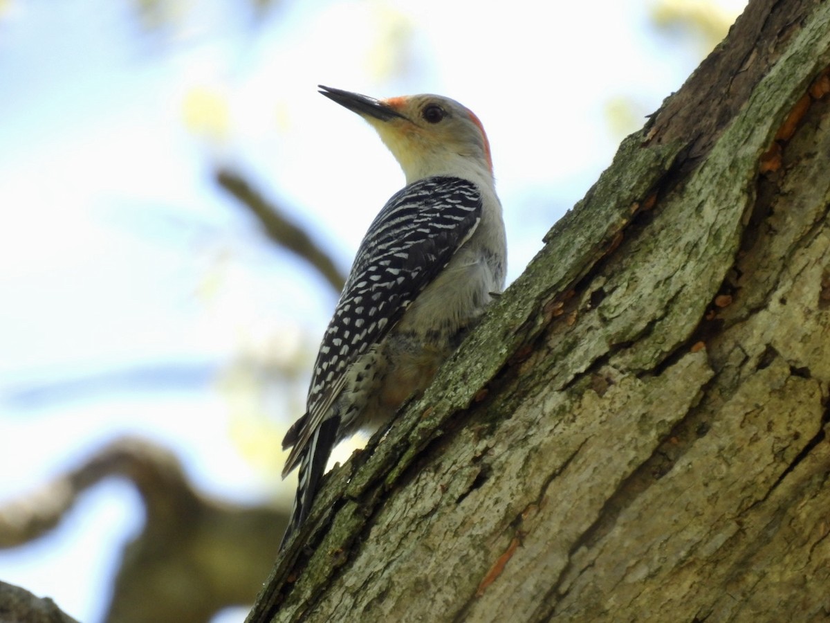 Red-bellied Woodpecker - hailey everhart