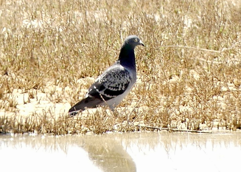 Сизый голубь (Одомашненного типа) - ML618929194