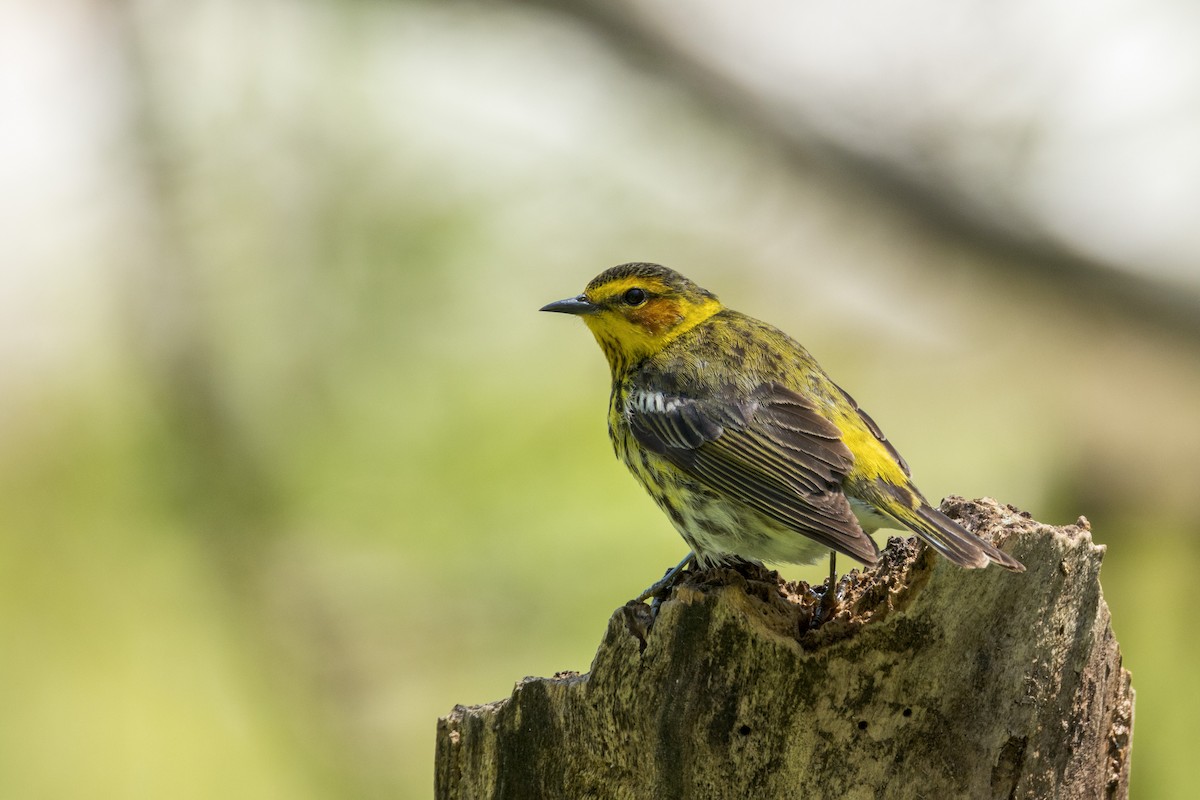 Cape May Warbler - ML618929221