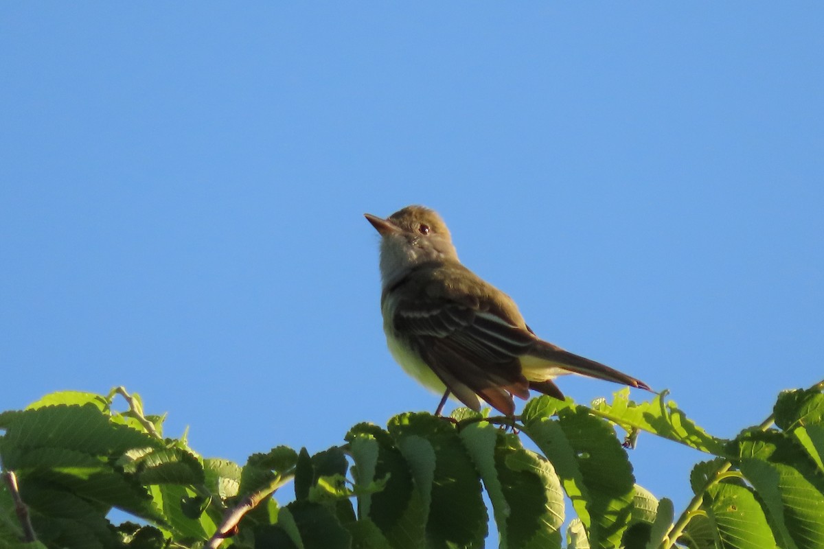 Great Crested Flycatcher - ML618929222