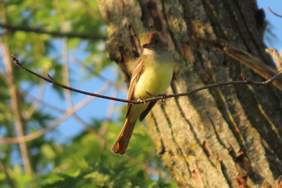 Great Crested Flycatcher - ML618929223