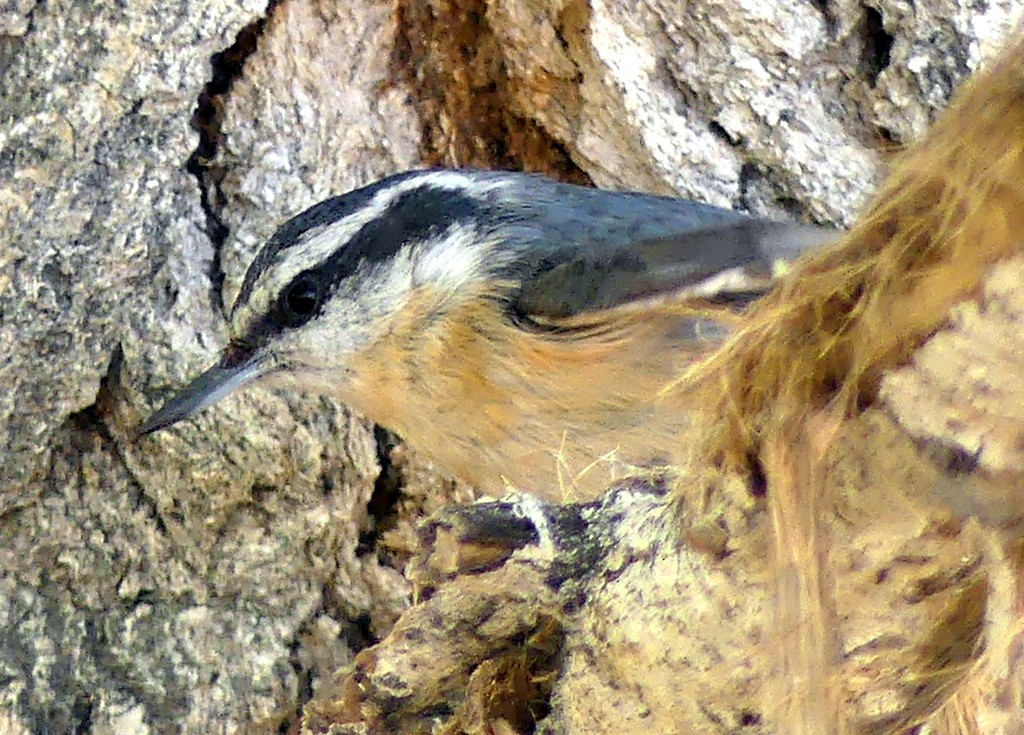 Red-breasted Nuthatch - ML618929251