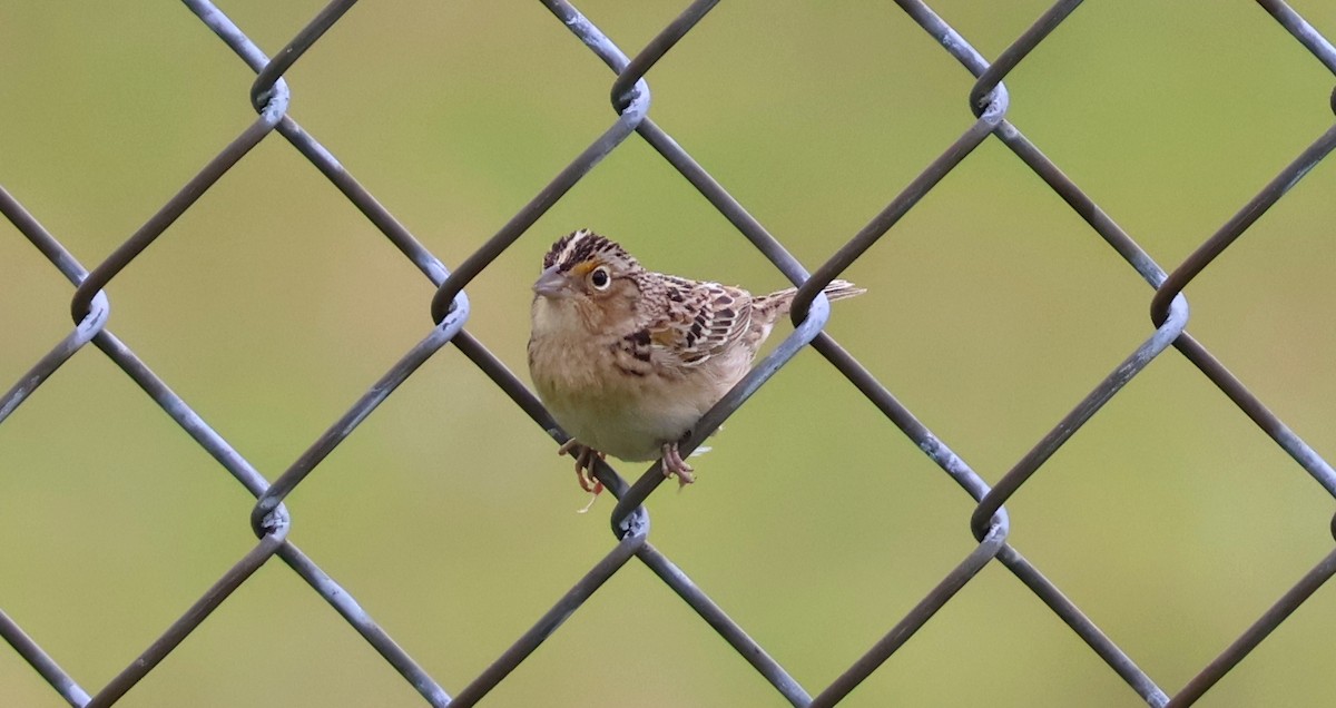 Grasshopper Sparrow - ML618929258