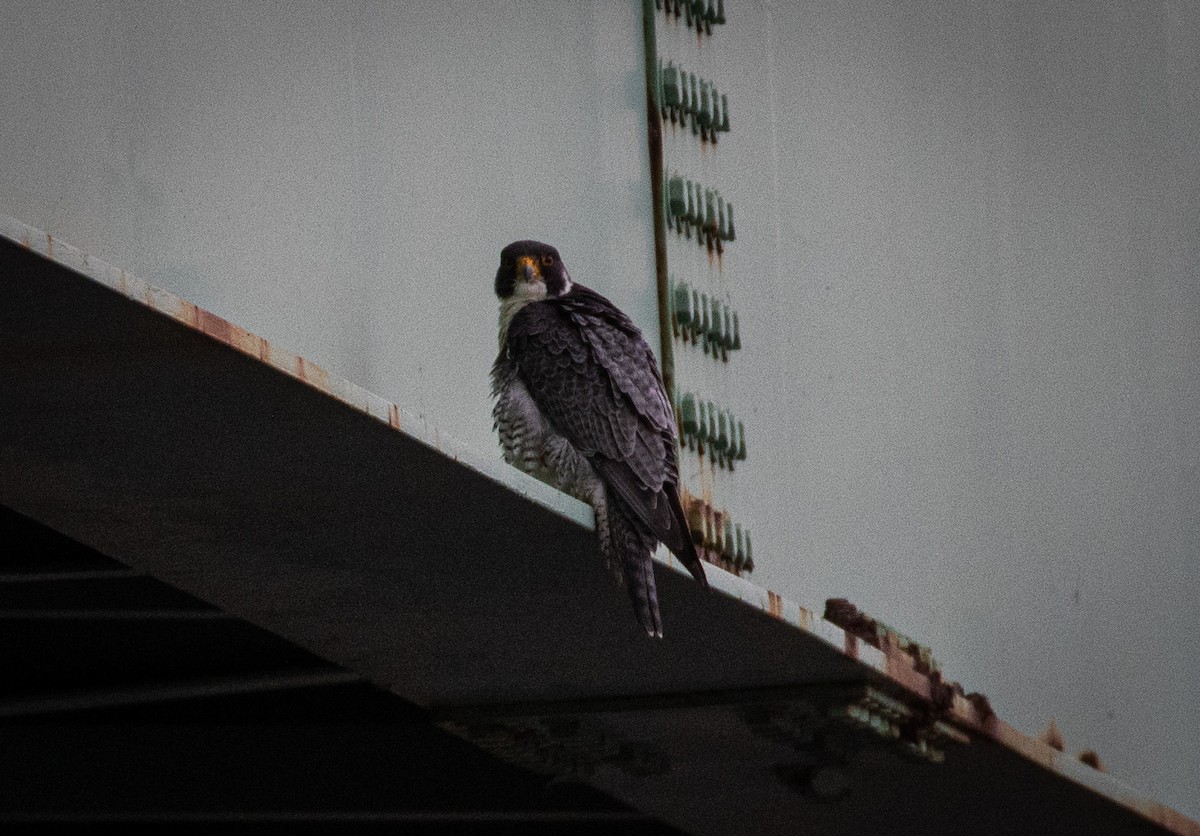 Peregrine Falcon - Tristan Ness