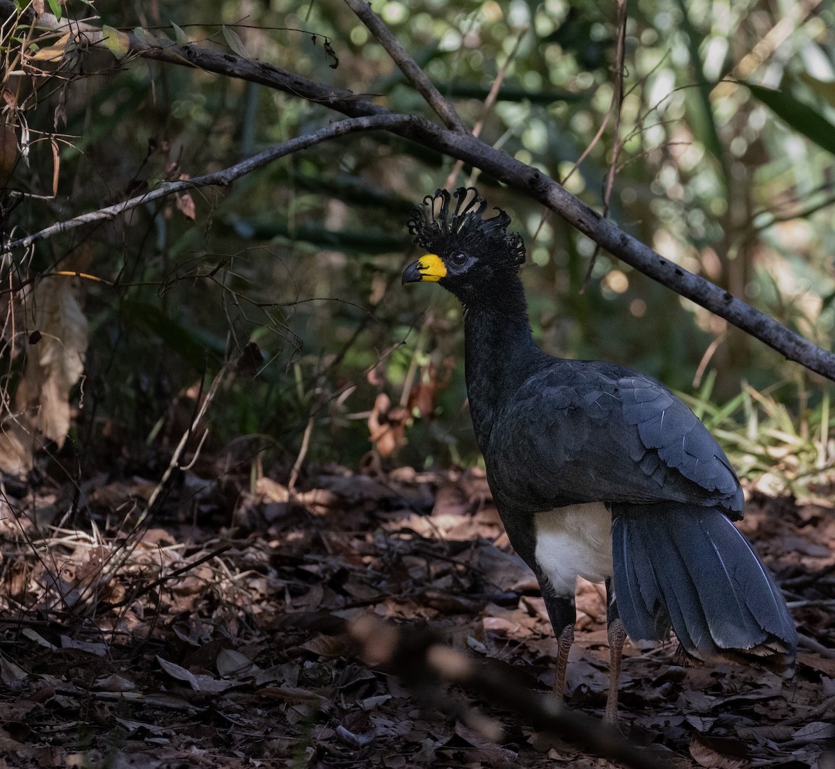 Bare-faced Curassow - ML618929276