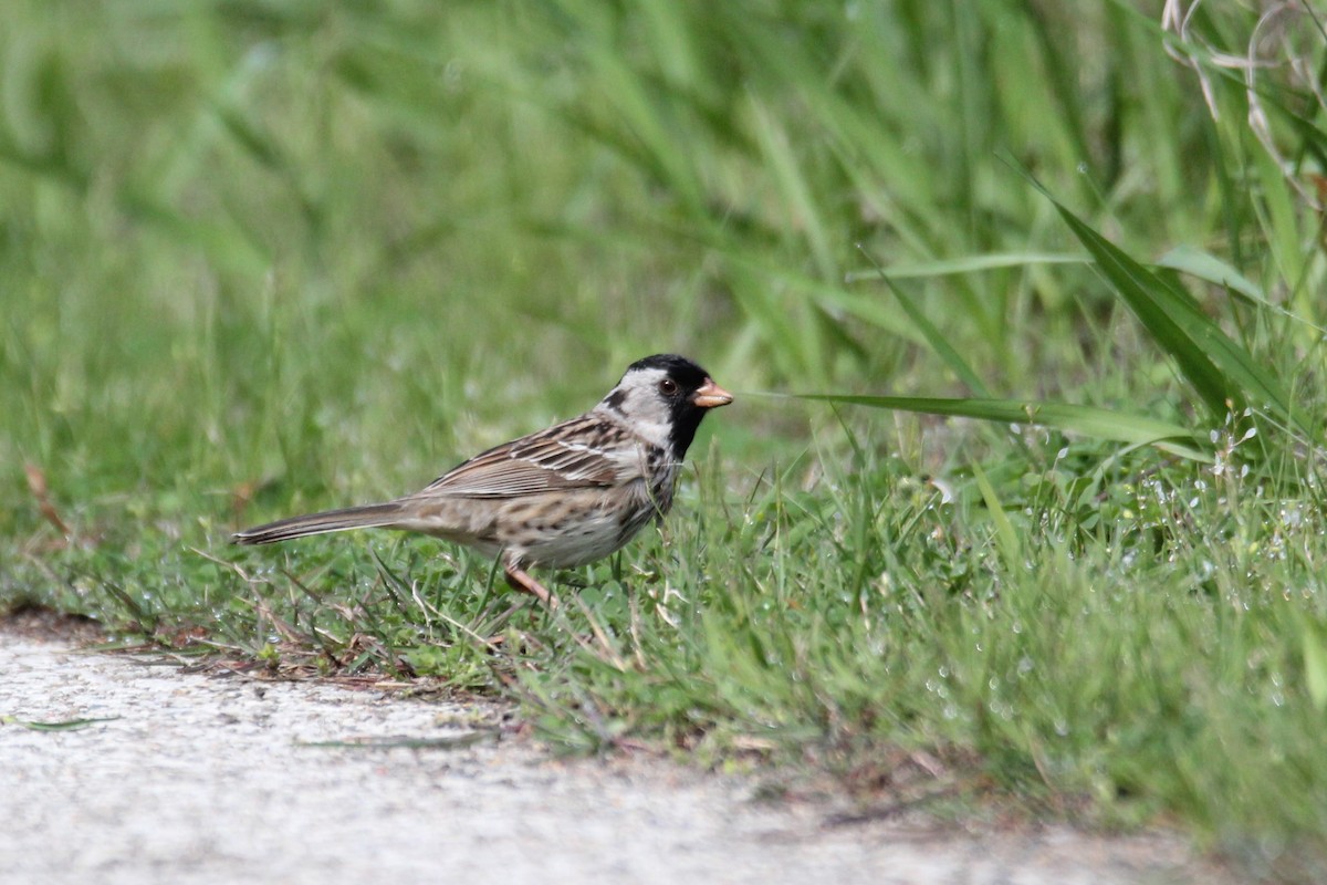 Harris's Sparrow - Quinten Wiegersma