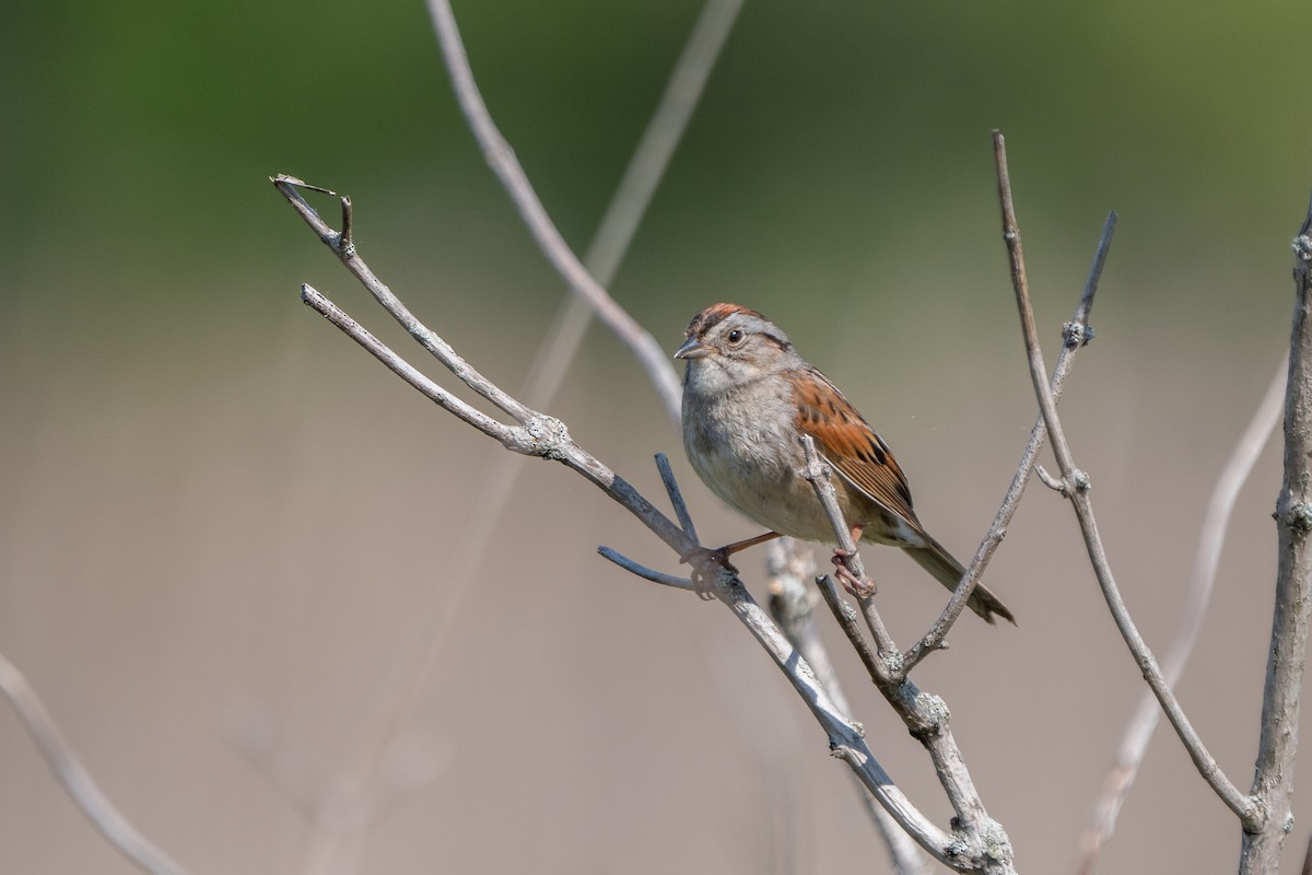 Swamp Sparrow - ML618929315