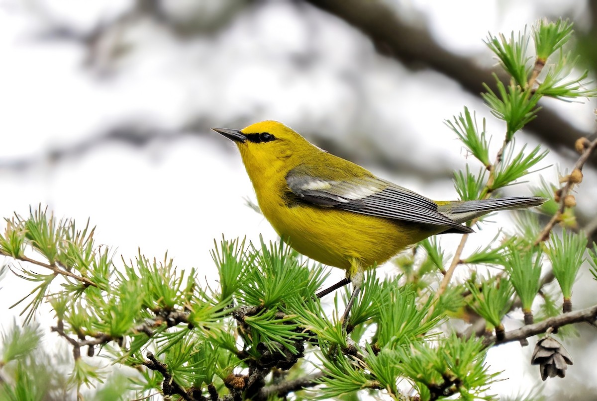 Blue-winged Warbler - Tony T