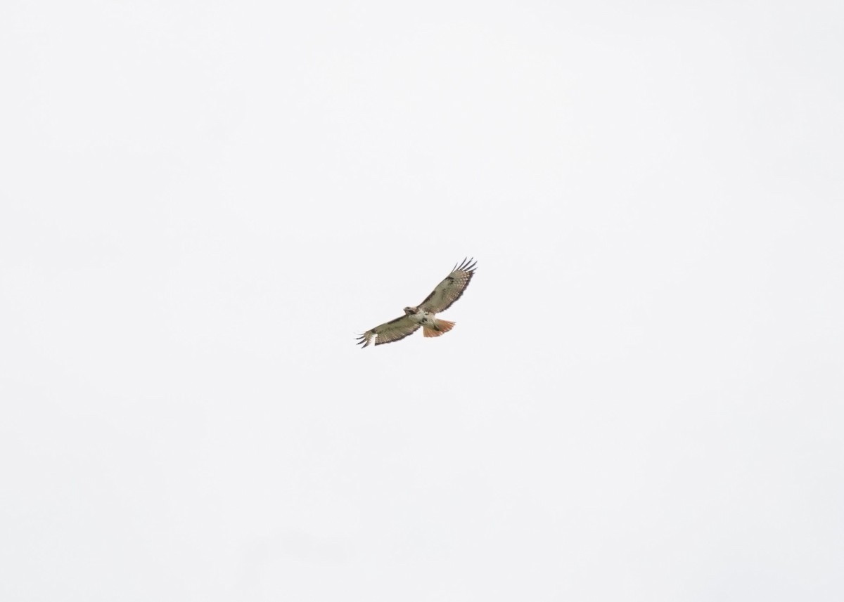 Red-tailed Hawk - ML618929352