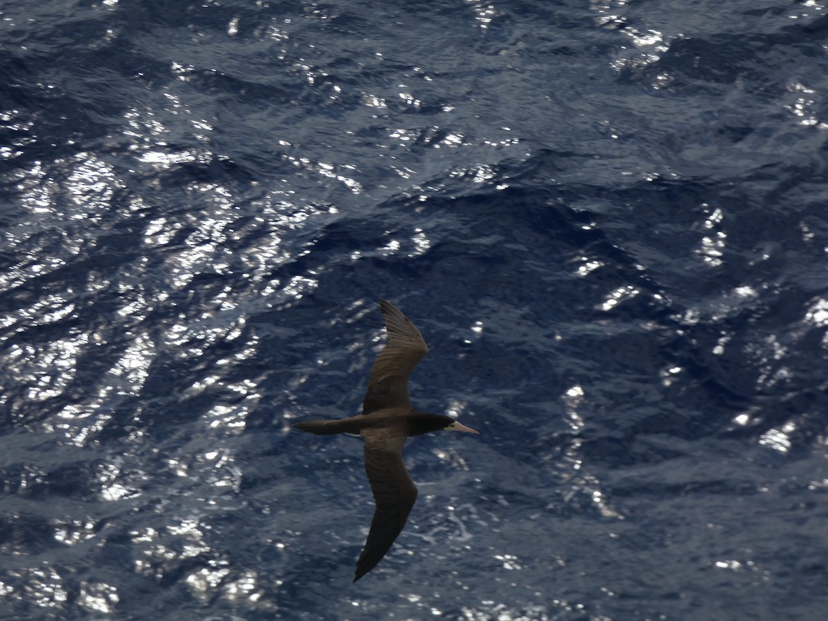 Brown Booby - ML618929398