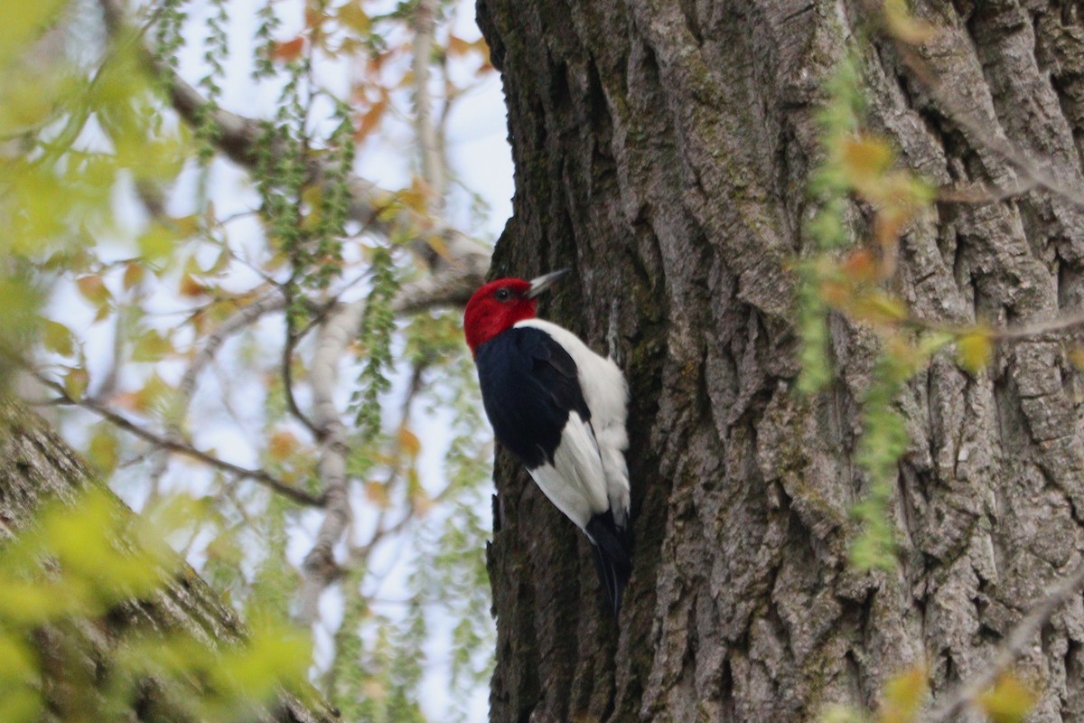 Red-headed Woodpecker - ML618929400