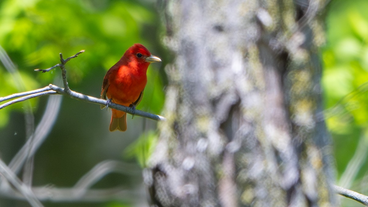 Summer Tanager - Paul Clifford