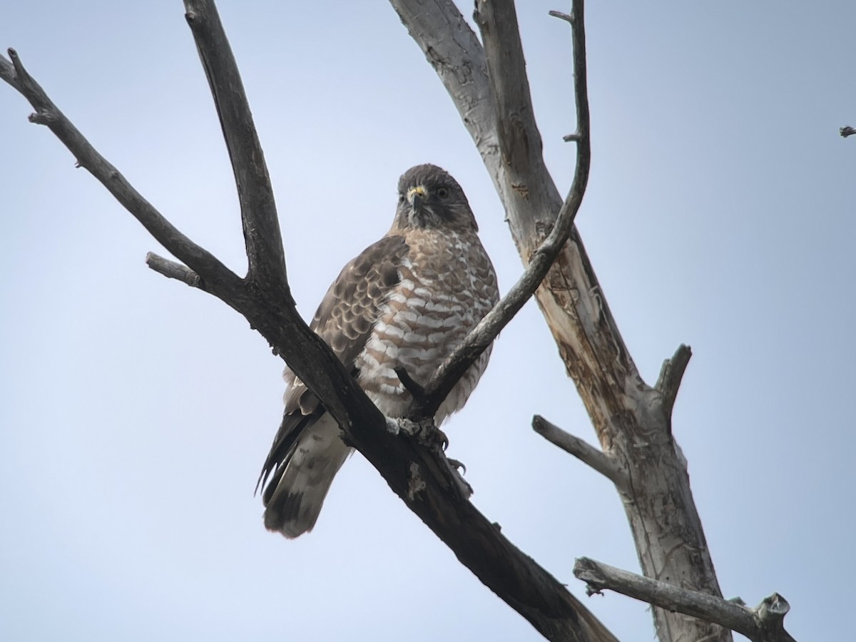 Broad-winged Hawk - Sarah Spotten
