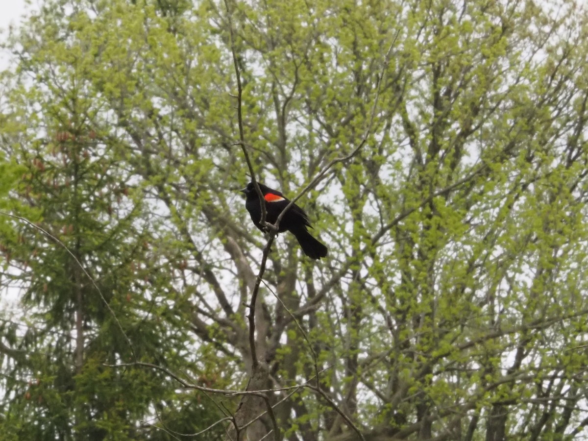 Red-winged Blackbird - Bob Maddox