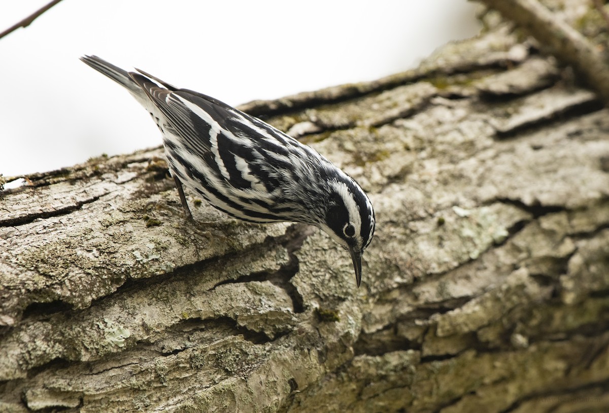 Black-and-white Warbler - ML618929578