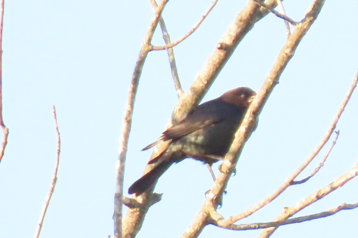 Brown-headed Cowbird - ML618929592