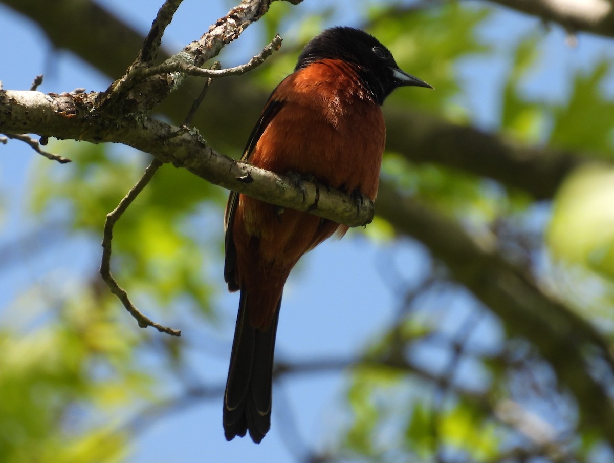 Orchard Oriole - ML618929609