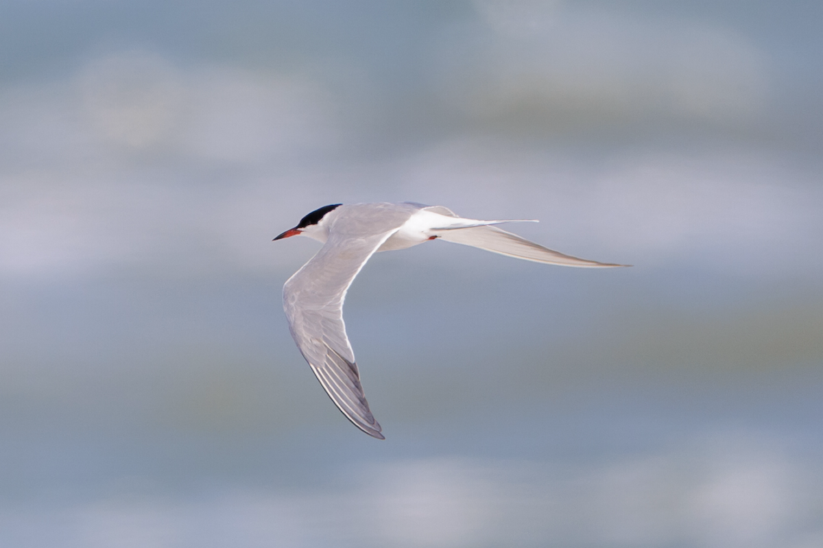 Common Tern - Ian McDonald