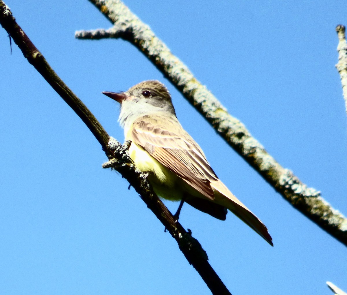 Great Crested Flycatcher - ML618929666