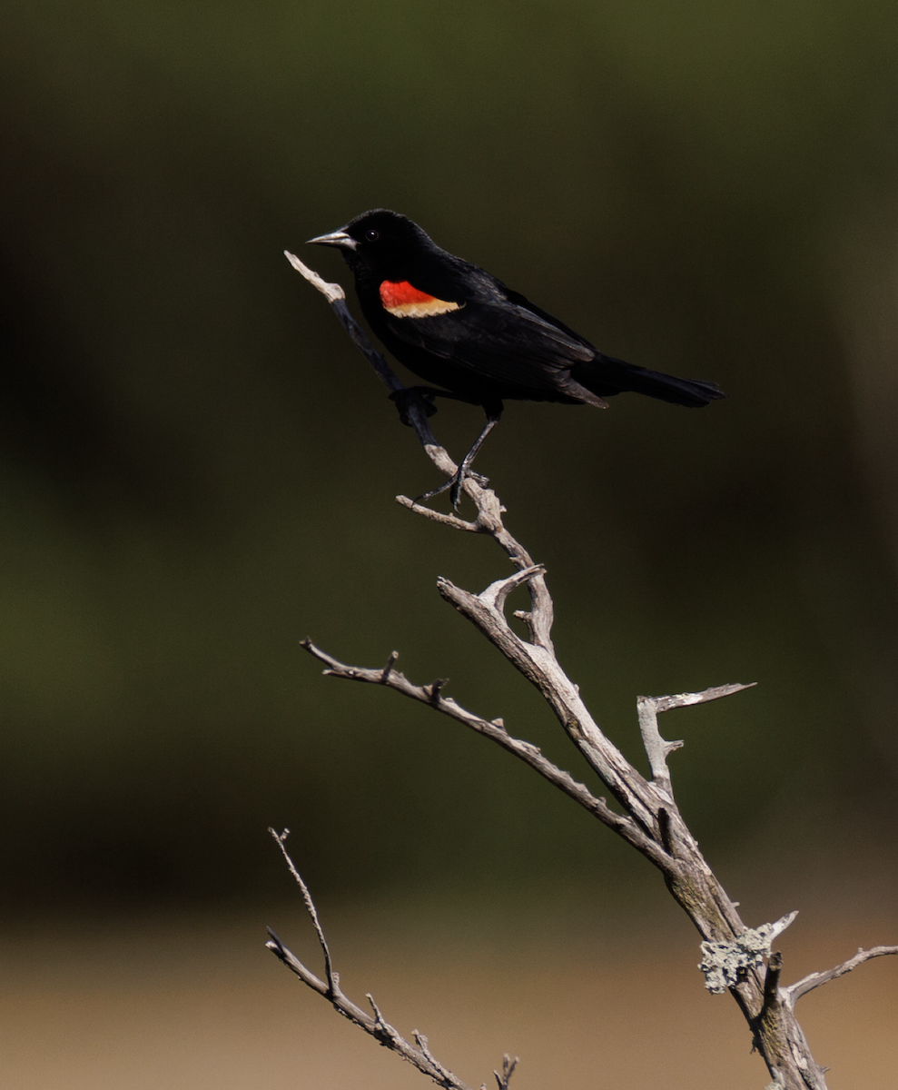 Red-winged Blackbird - ML618929676