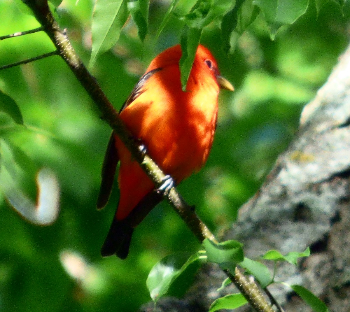 Scarlet Tanager - ML618929695