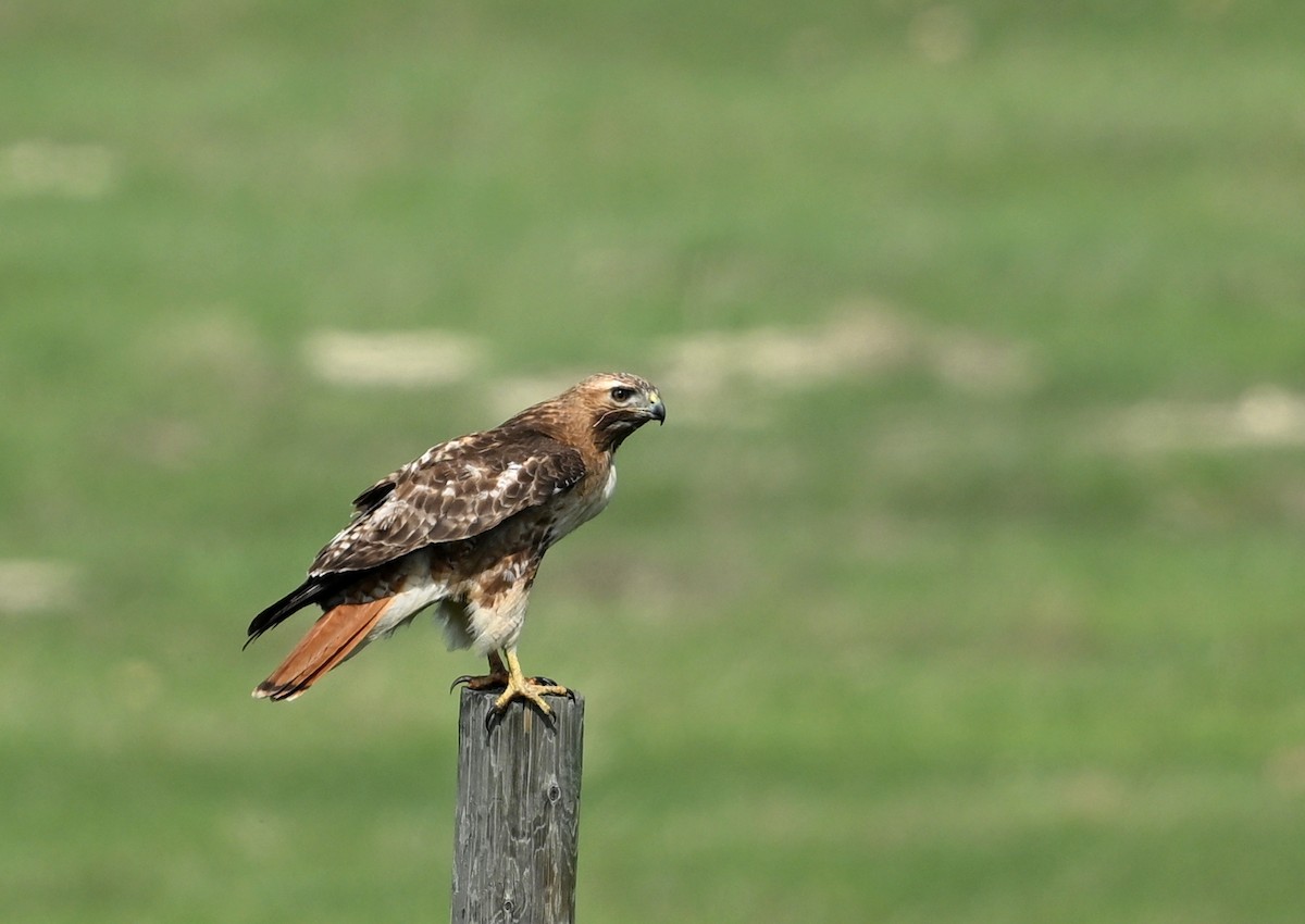 Red-tailed Hawk - Jeanne Burnham