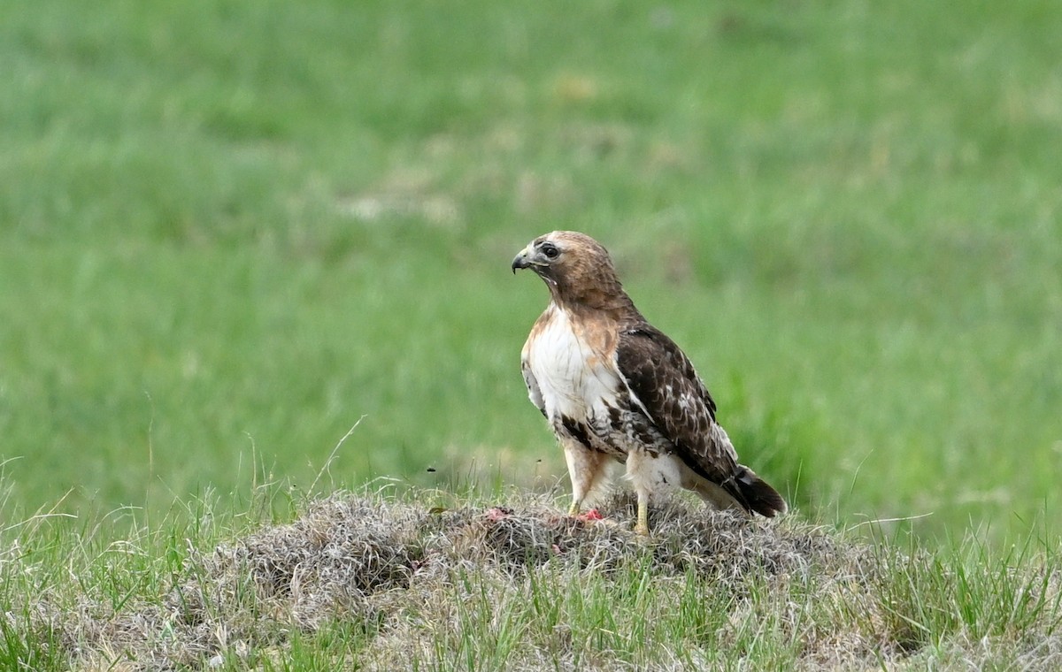 Red-tailed Hawk - ML618929724