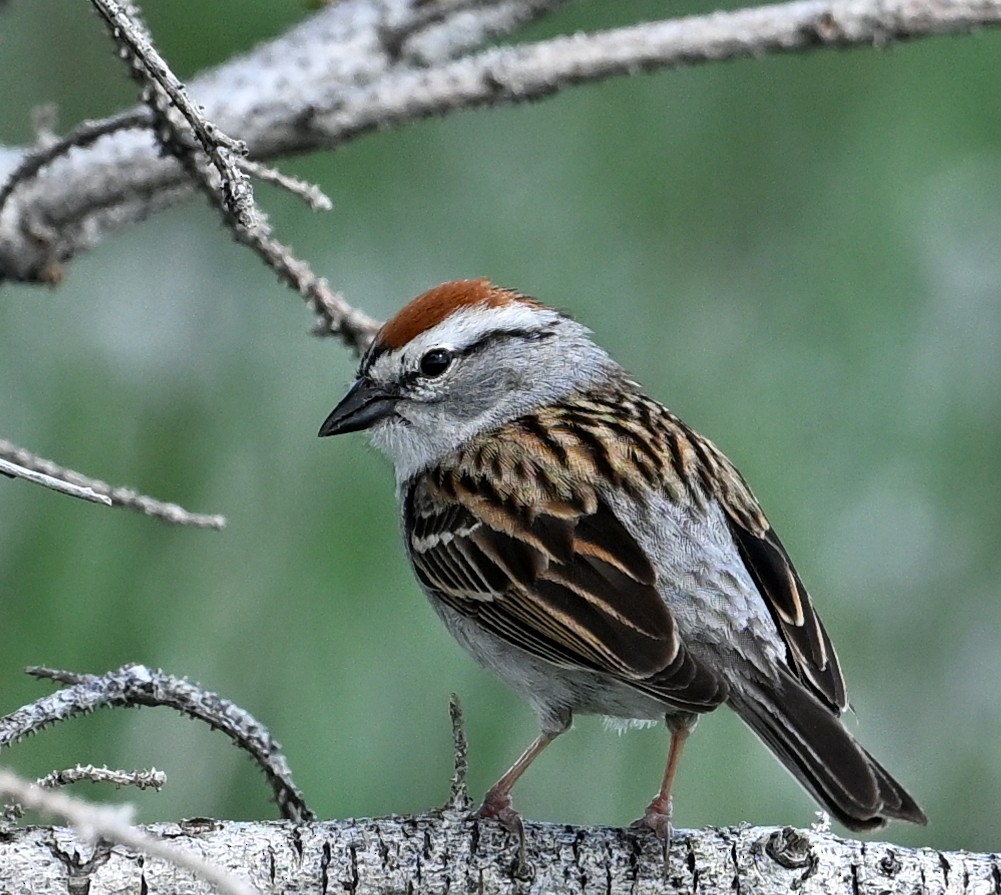 Chipping Sparrow - ML618929751