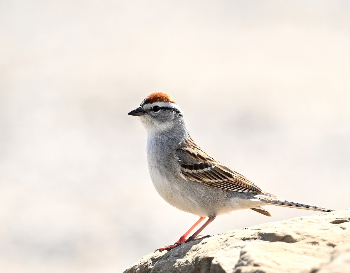 Chipping Sparrow - ML618929755