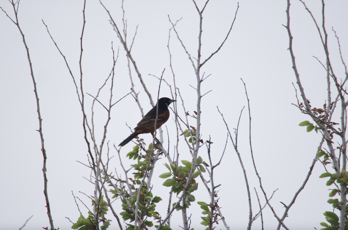 Orchard Oriole - ML618929783