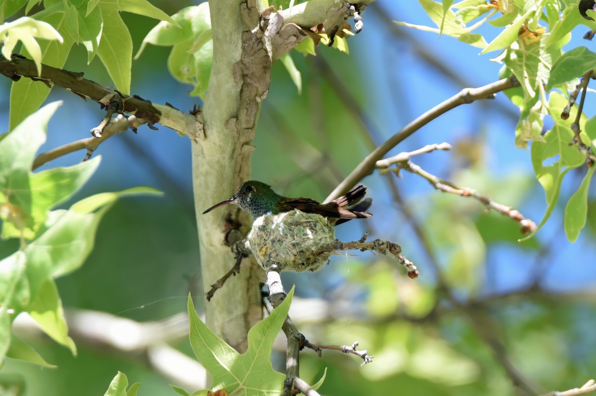 kolibřík mexický - ML618929835