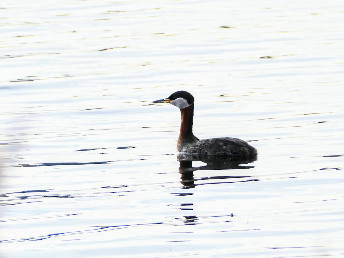 Red-necked Grebe - ML618929858