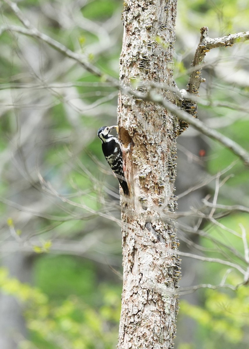White-backed Woodpecker - ML618929861