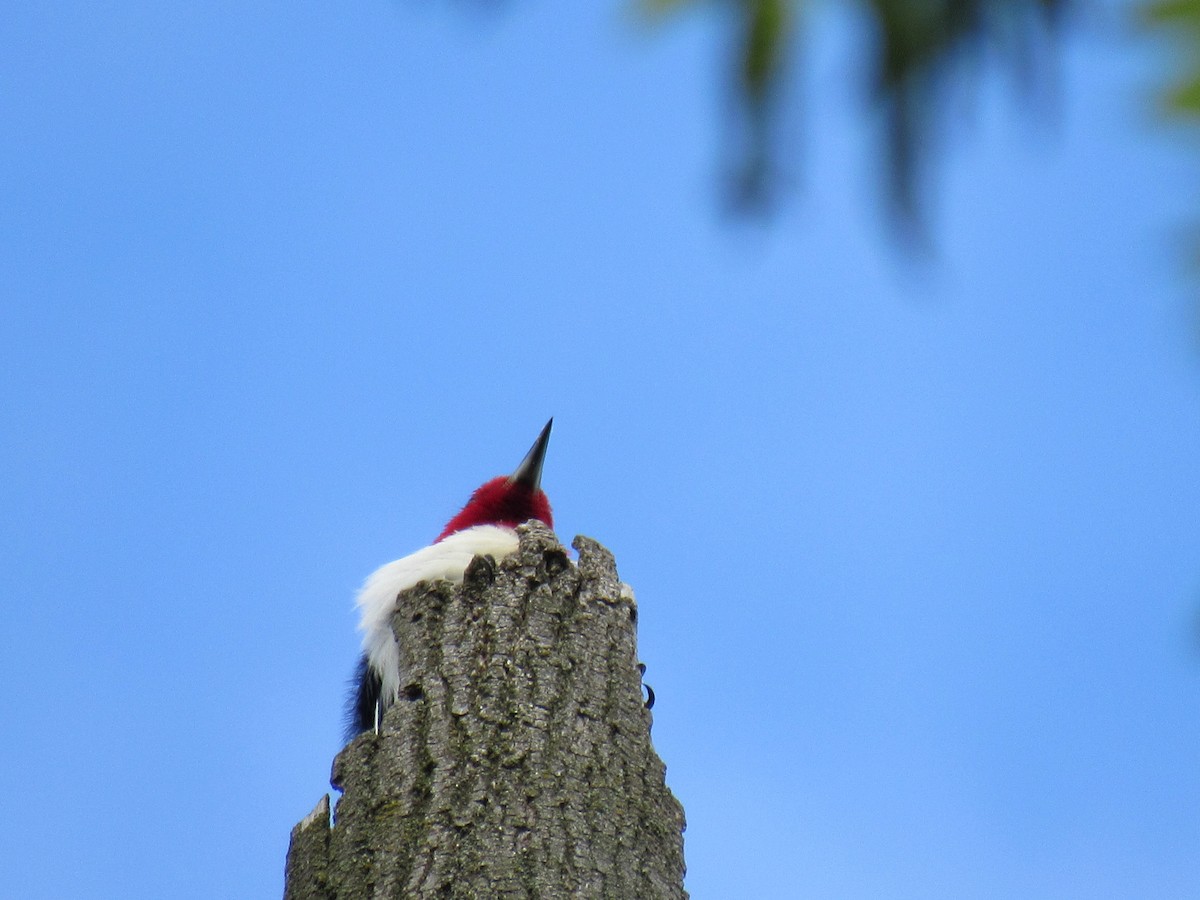 Red-headed Woodpecker - ML618929876