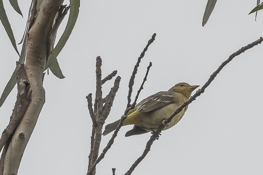 Western Tanager - ML618929893