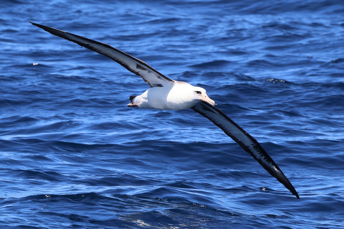 Laysan Albatross - ML618929968