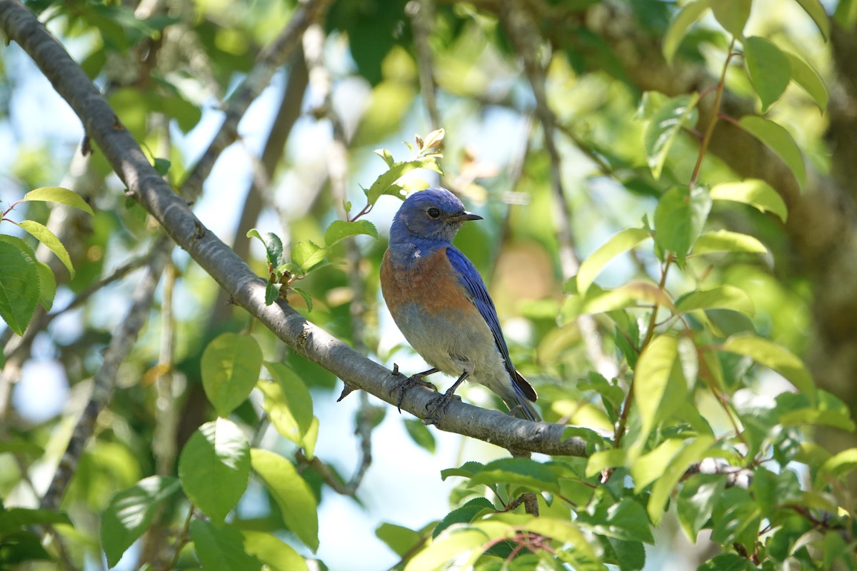 Western Bluebird - Jaedon Tembrevilla