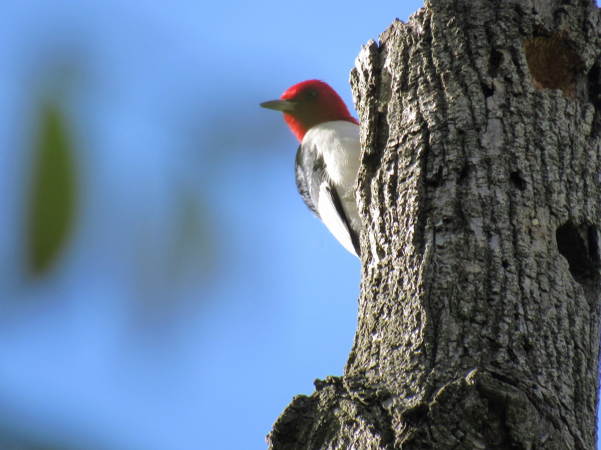 Red-headed Woodpecker - ML618929993