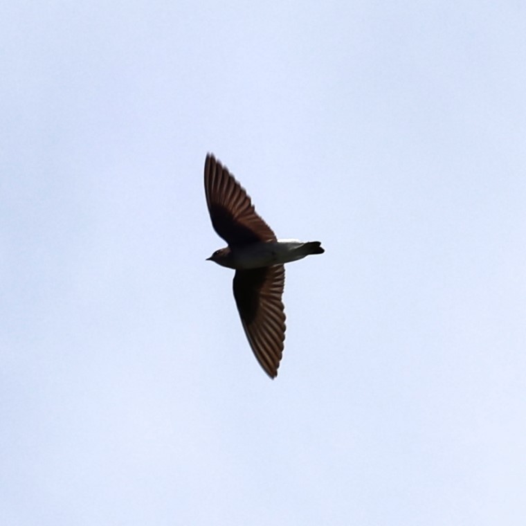 Northern Rough-winged Swallow - ML618929996