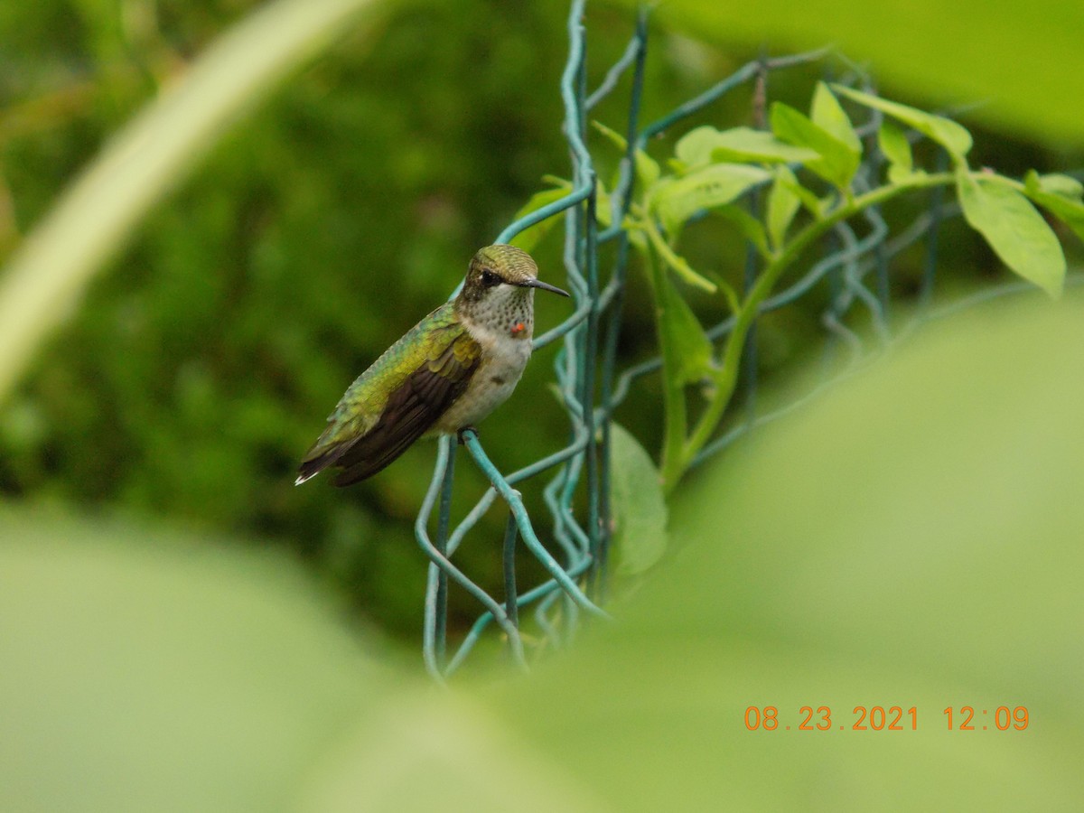 Ruby-throated Hummingbird - Lucas Filippone