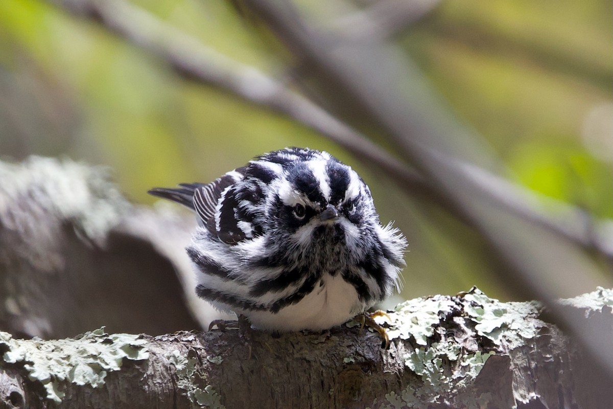 Black-and-white Warbler - ML618930044