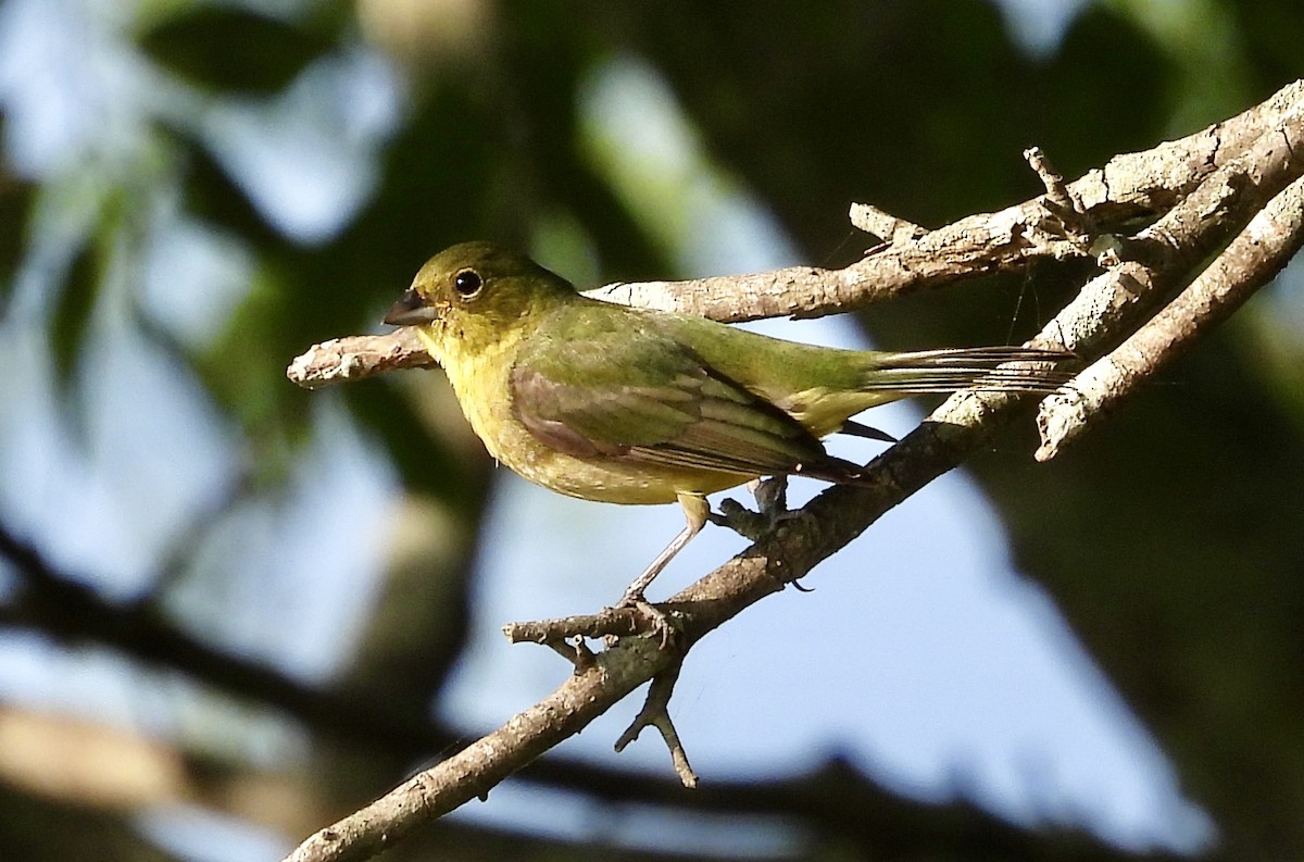 Painted Bunting - ML618930064